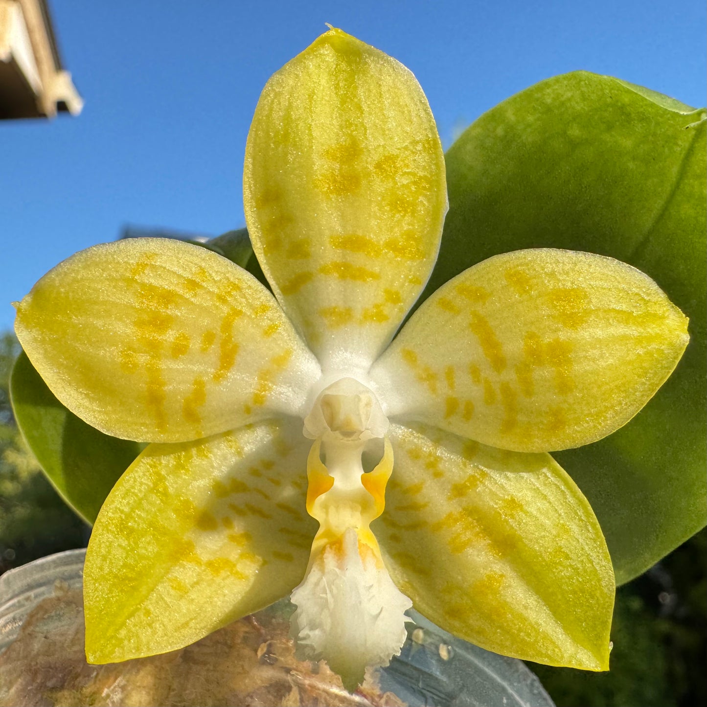 Phal. (Yaphon Image x Yungho Gelblitz) X Phal. Mainshow Happy Bee #1