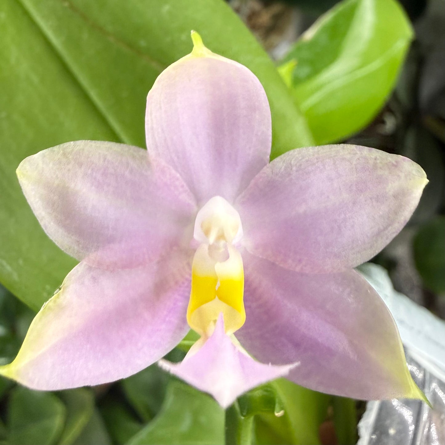 Phalaenopsis BKH 2361