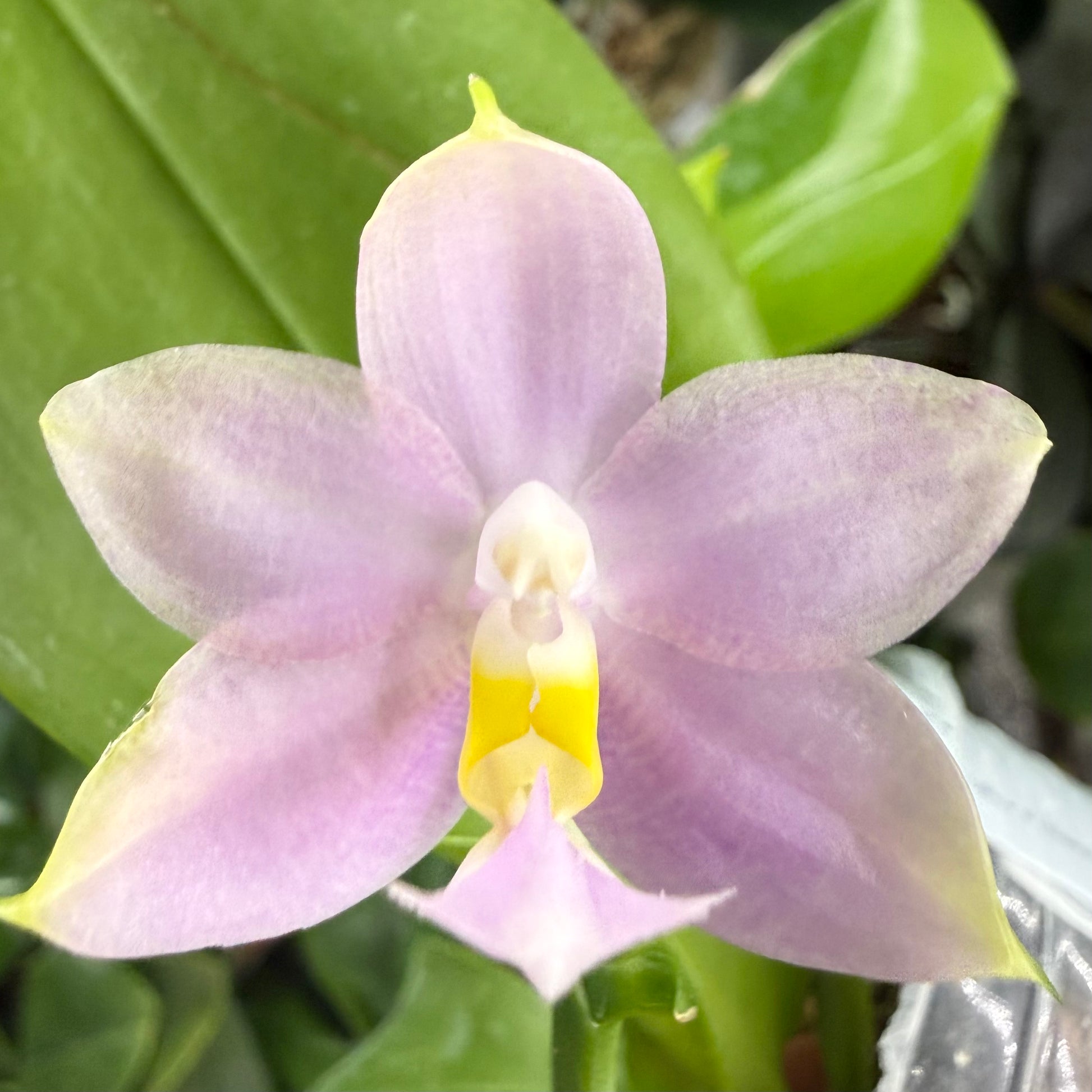 HCorchids