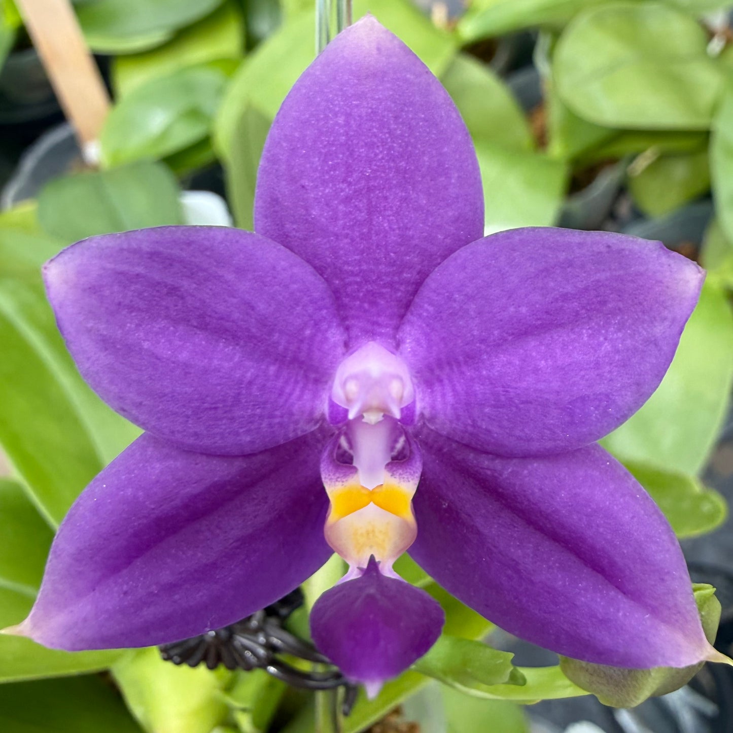 Phalaenopsis BKH 2232