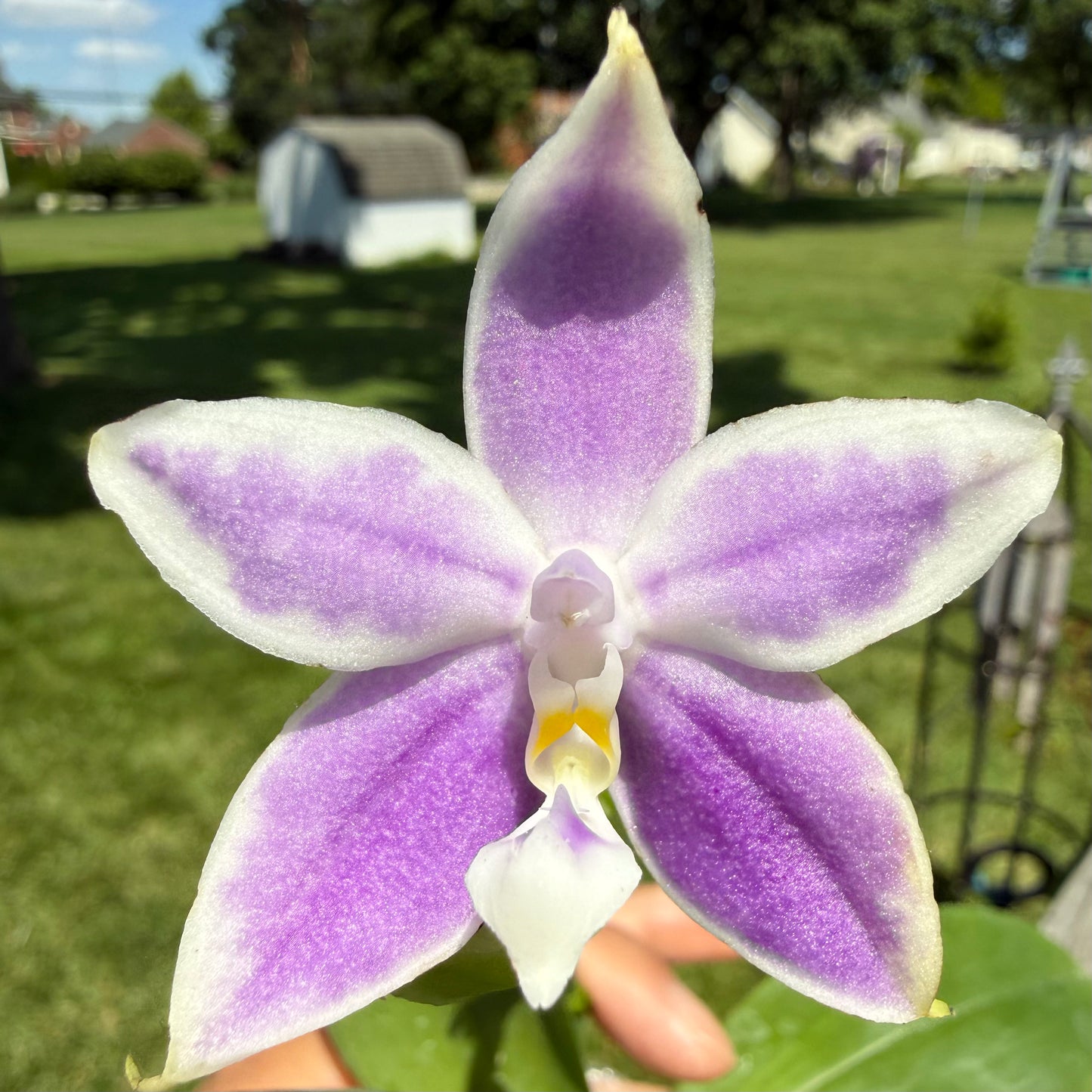 Phalaenopsis (Mainshow Blue Elf x Norman’s Blue Jennifer)