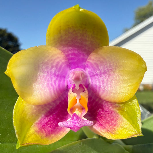 AMM228 - Phal. Mituo Gelb Eagle x Phal. Mituo 24 Solar Terms