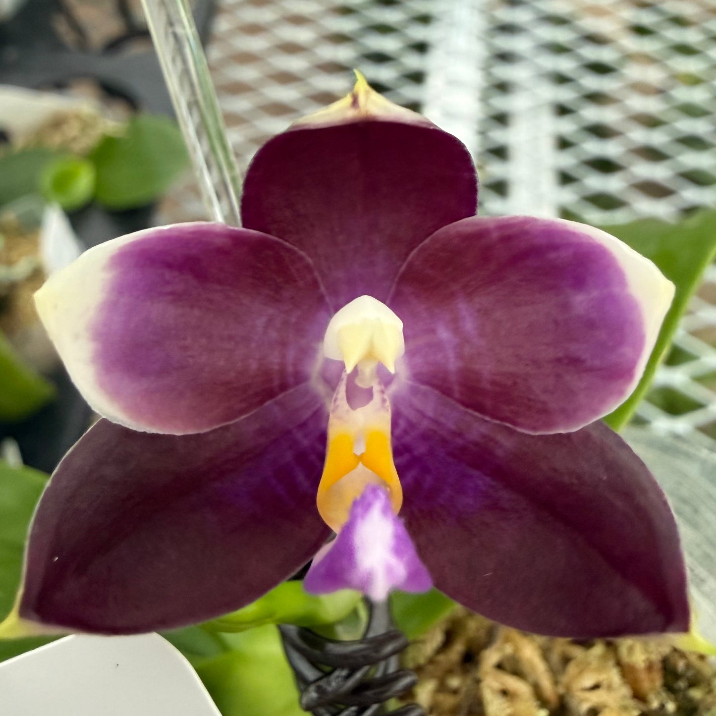 A close-up of a purple and white Phalaenopsis orchid flower with a yellow and white center, growing in a pot with visible soil and a greenhouse background.