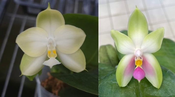 Phal. violacea indigo ‘alba’ x Phal. bellina ‘pink’
