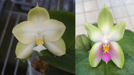 Phal. violacea indigo ‘alba’ x Phal. bellina ‘pink’