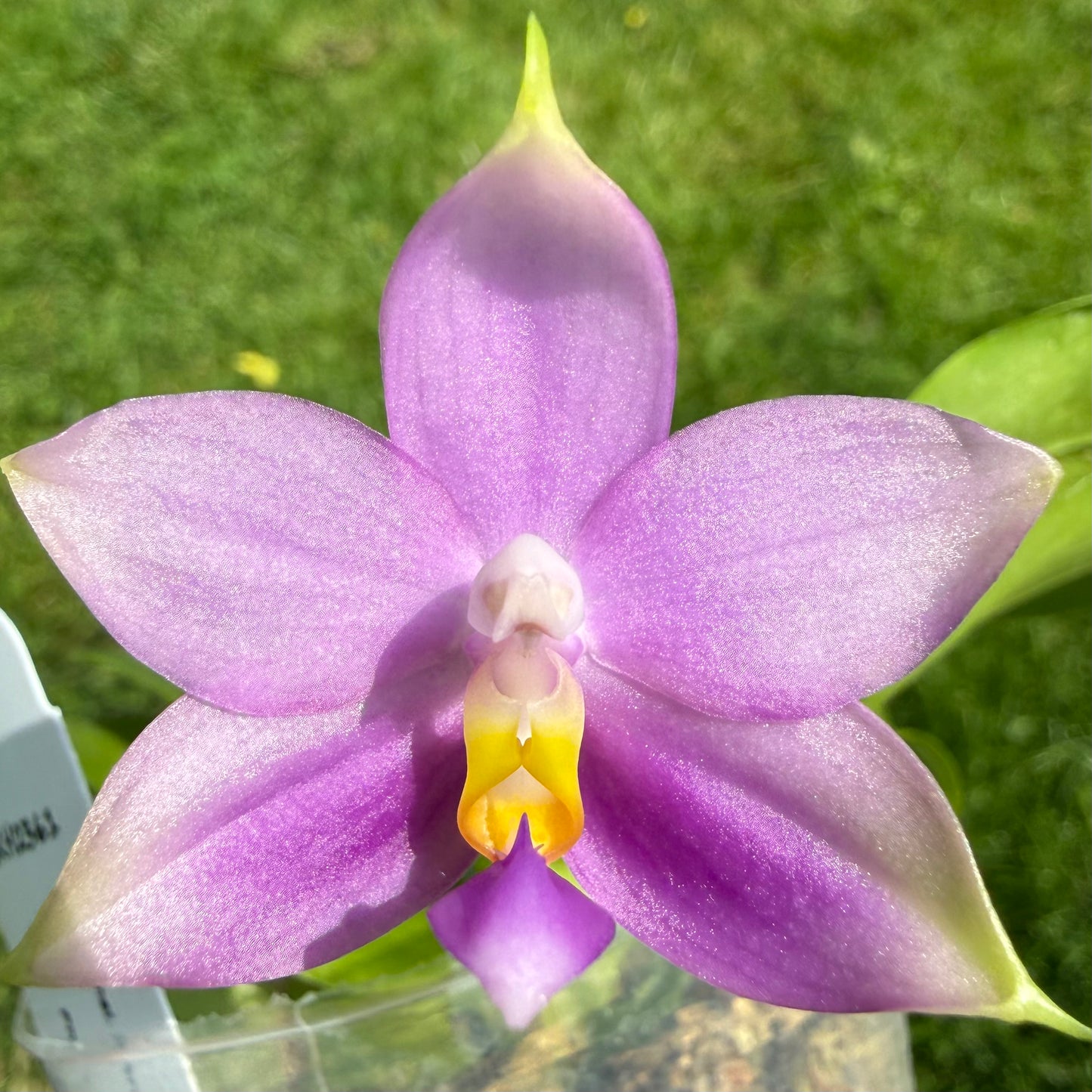 Phalaenopsis BKH2361