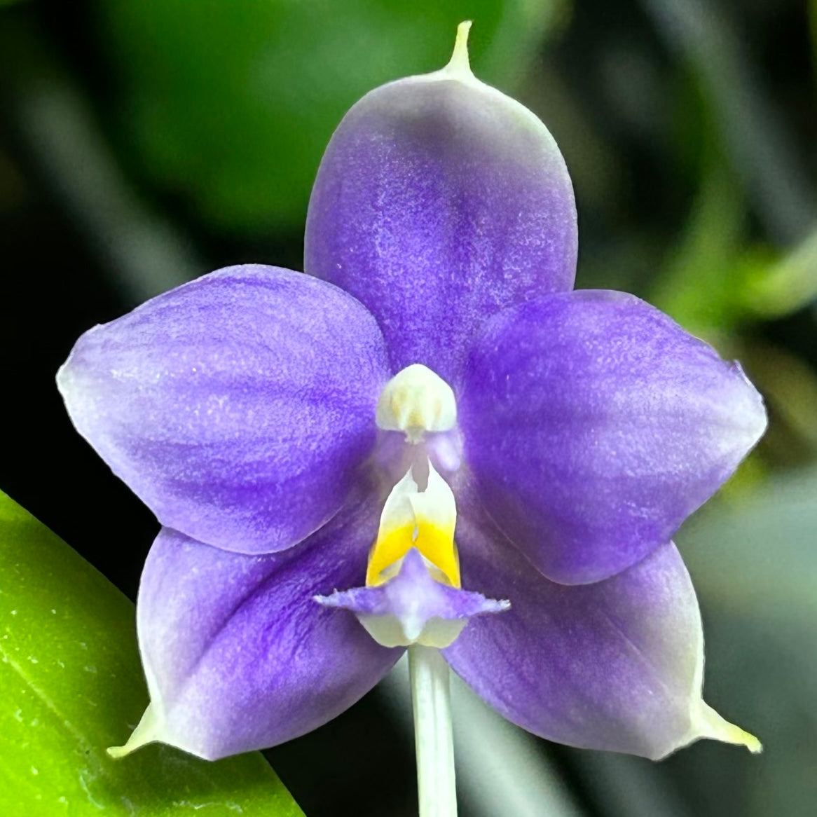 Purple Phalaenopsis orchid flower with green background