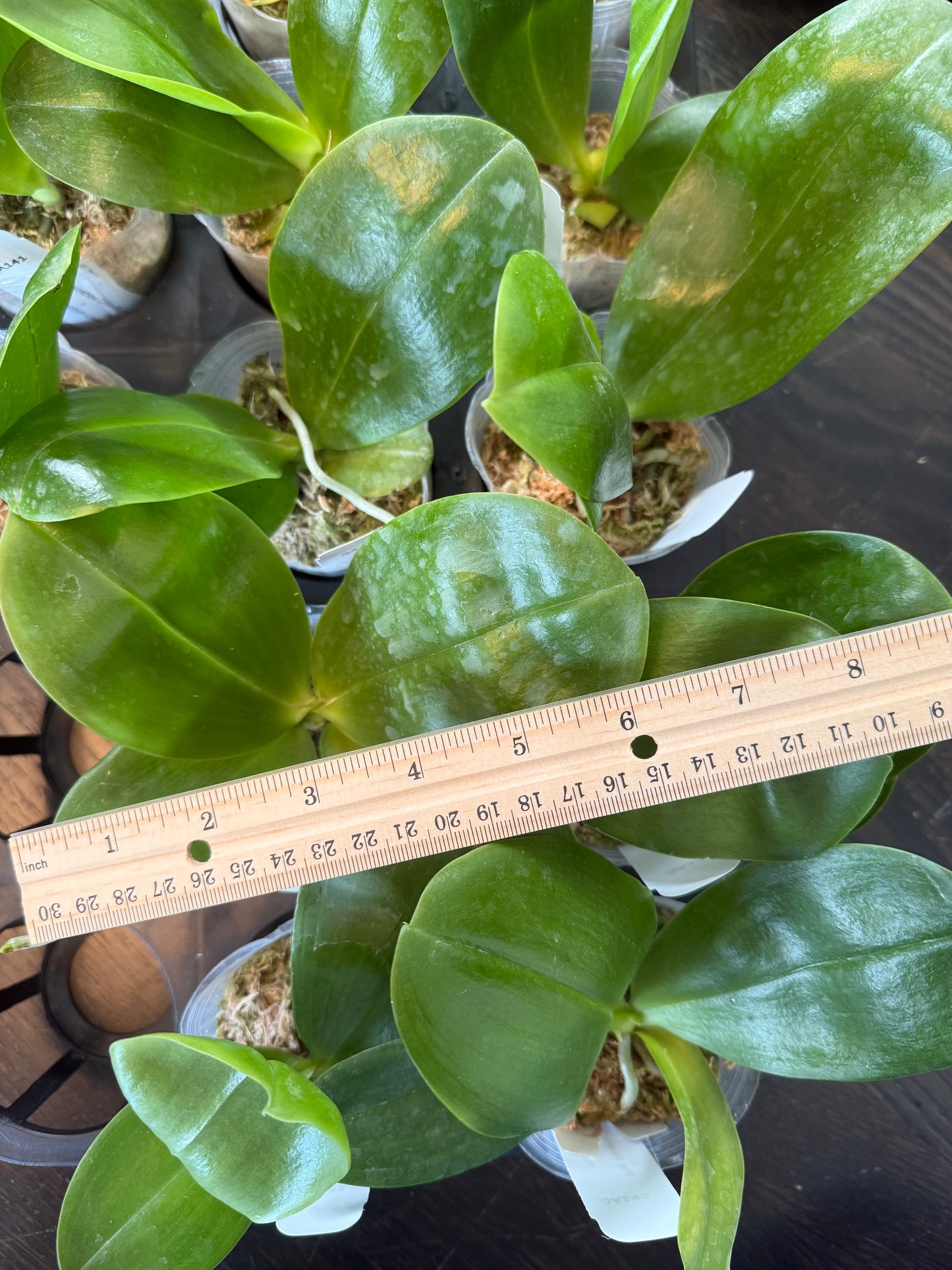 Phalaenopsis (Mainshow Colorful Light x Yaphon Lover) QA141