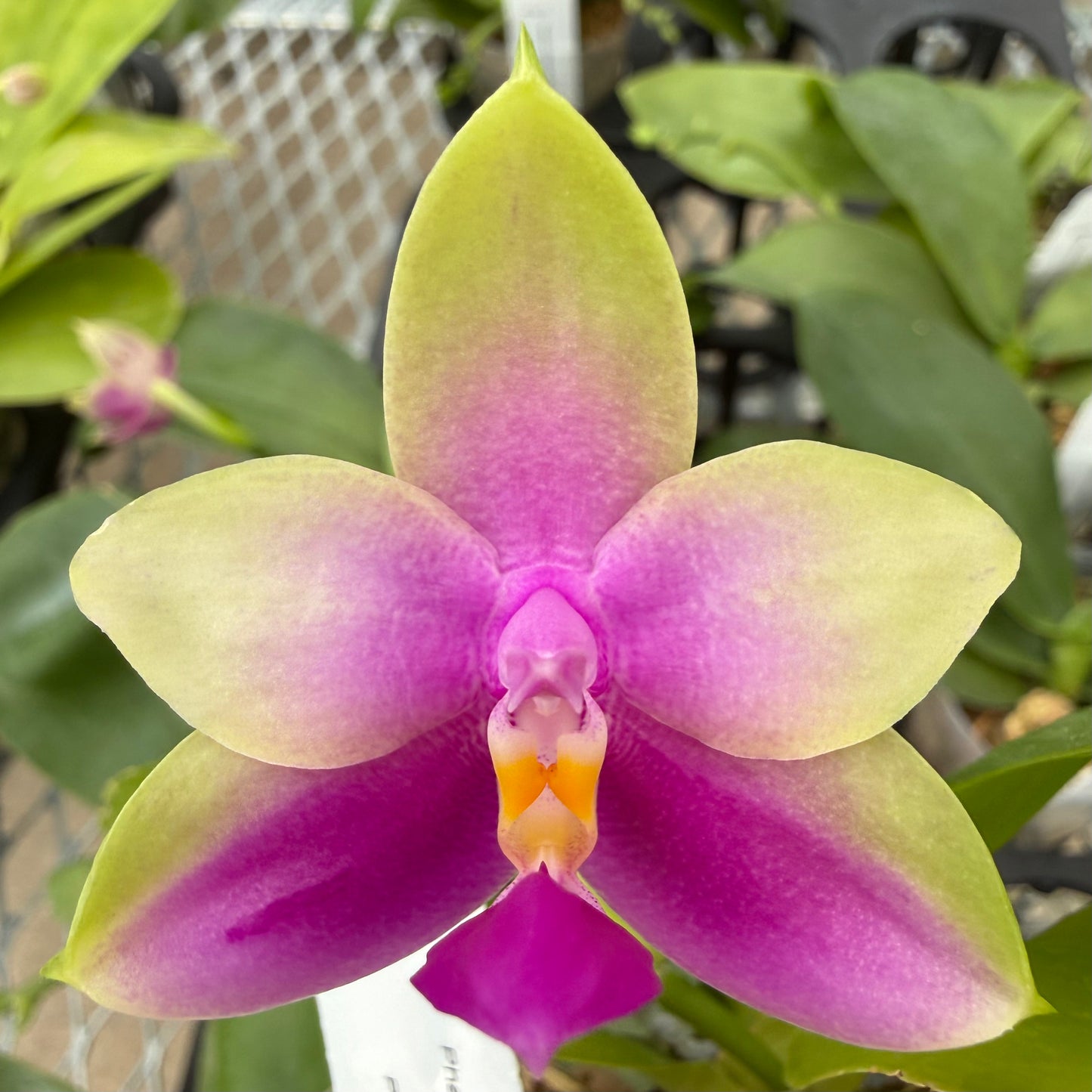 Phalaenopsis BKH 2353