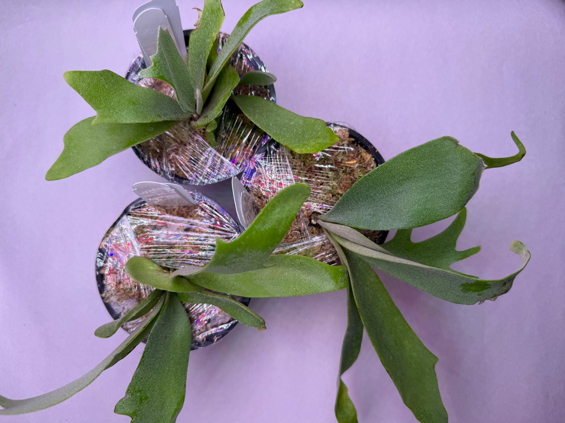 Three young Platycerium Willinckii ‘Lucky Girl’ spore plants wrapped for shipping, ideal for home garden propagation and plant gifting.