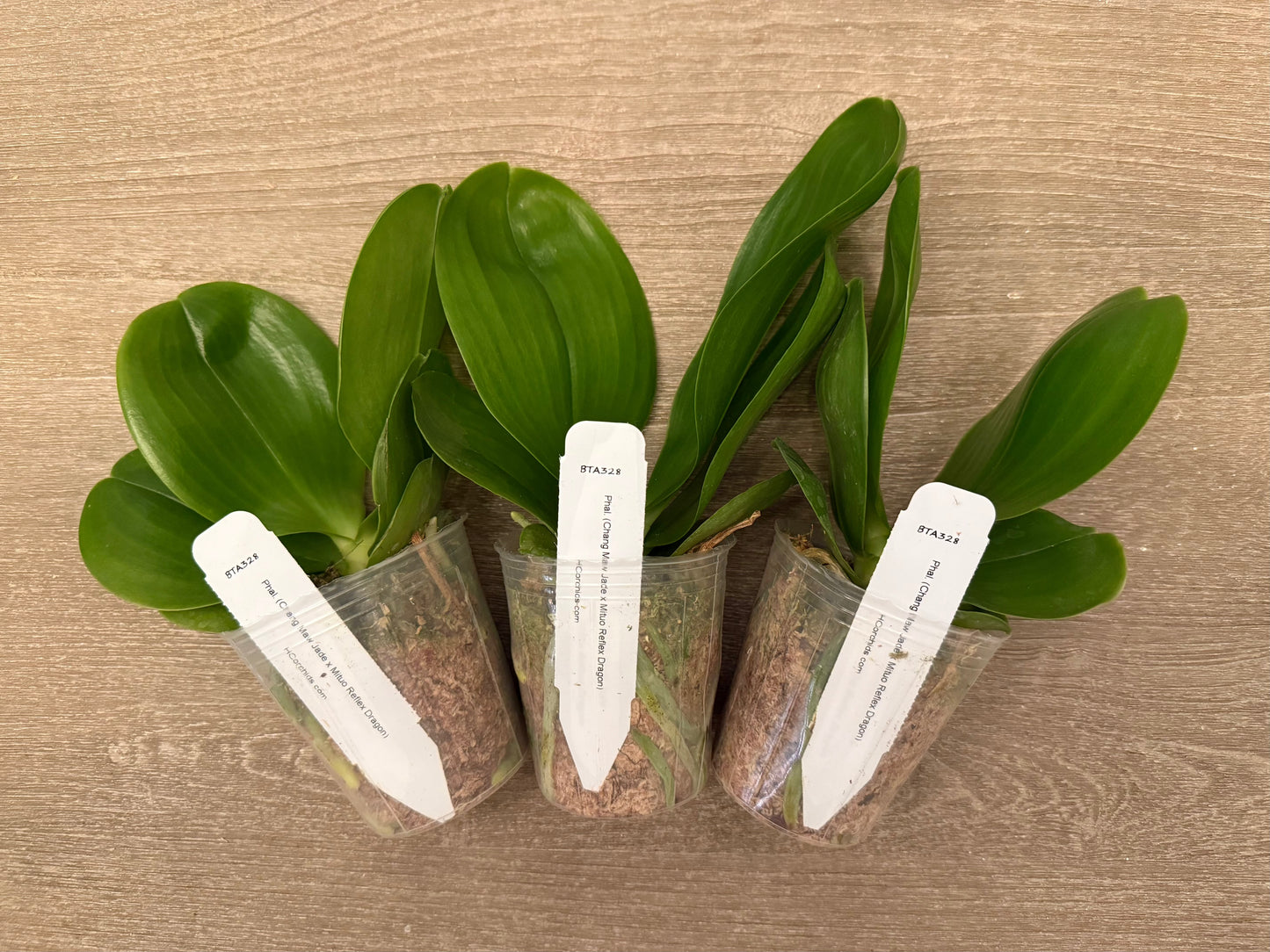 Three Phalaenopsis BTA328 seedlings in clear pots with moss medium, labeled and ready for home gardening or orchid enthusiasts.