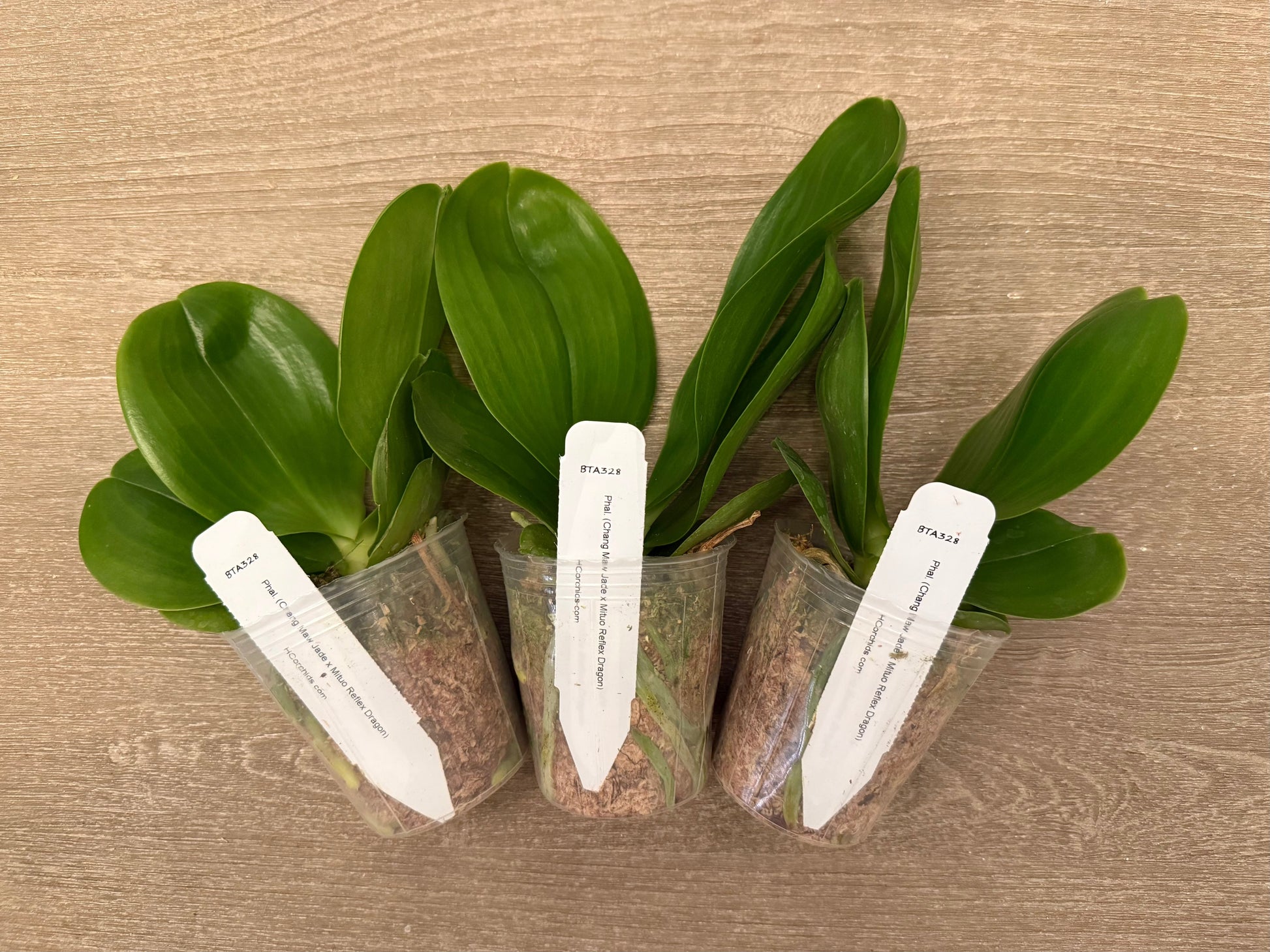 Three Phalaenopsis BTA328 seedlings in clear pots with moss medium, labeled and ready for home gardening or orchid enthusiasts.