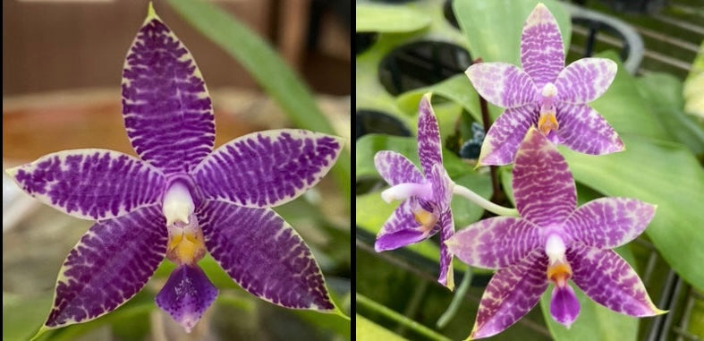 Phal. Mainshow Blue Tint x Phal. Mainshow Blue Wave