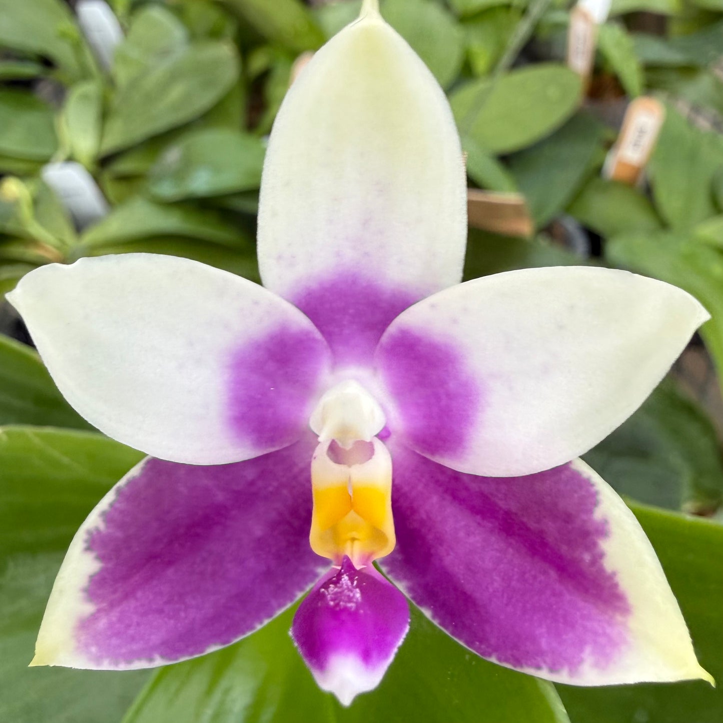 Phalaenopsis (Vinh Long Sun x Lee Wai Queen)