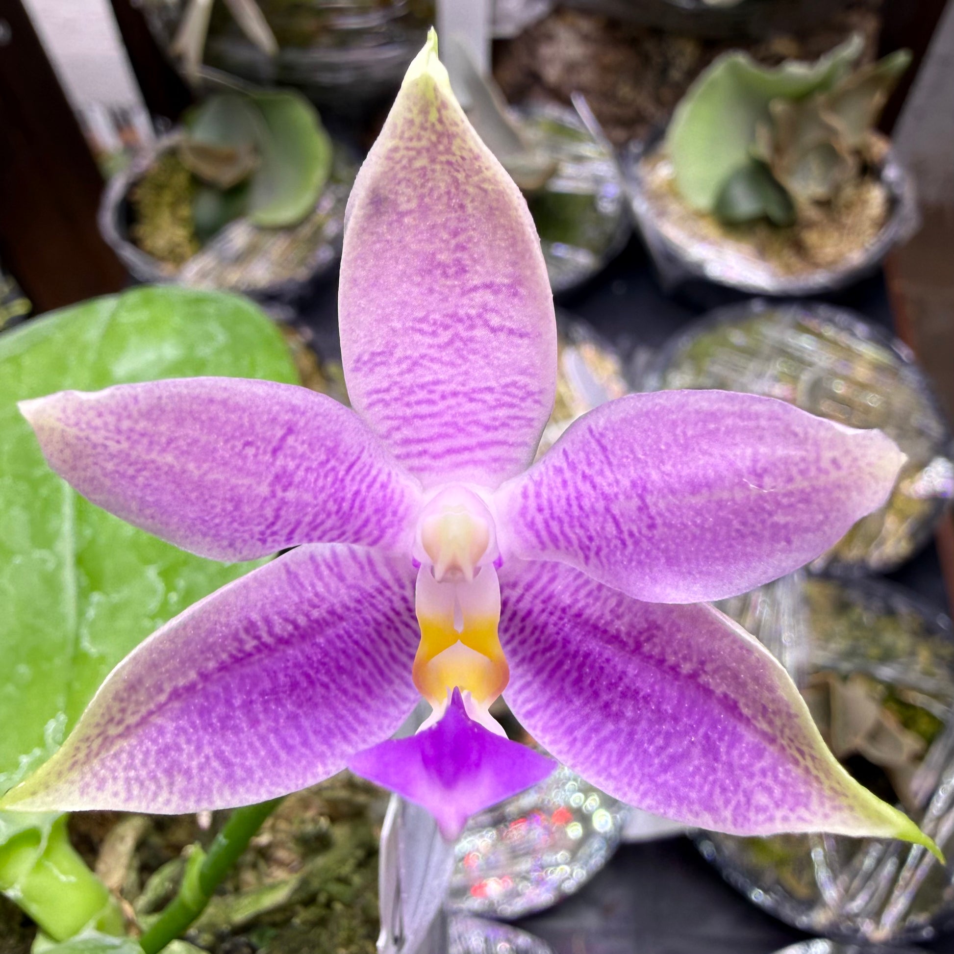 HCorchids
