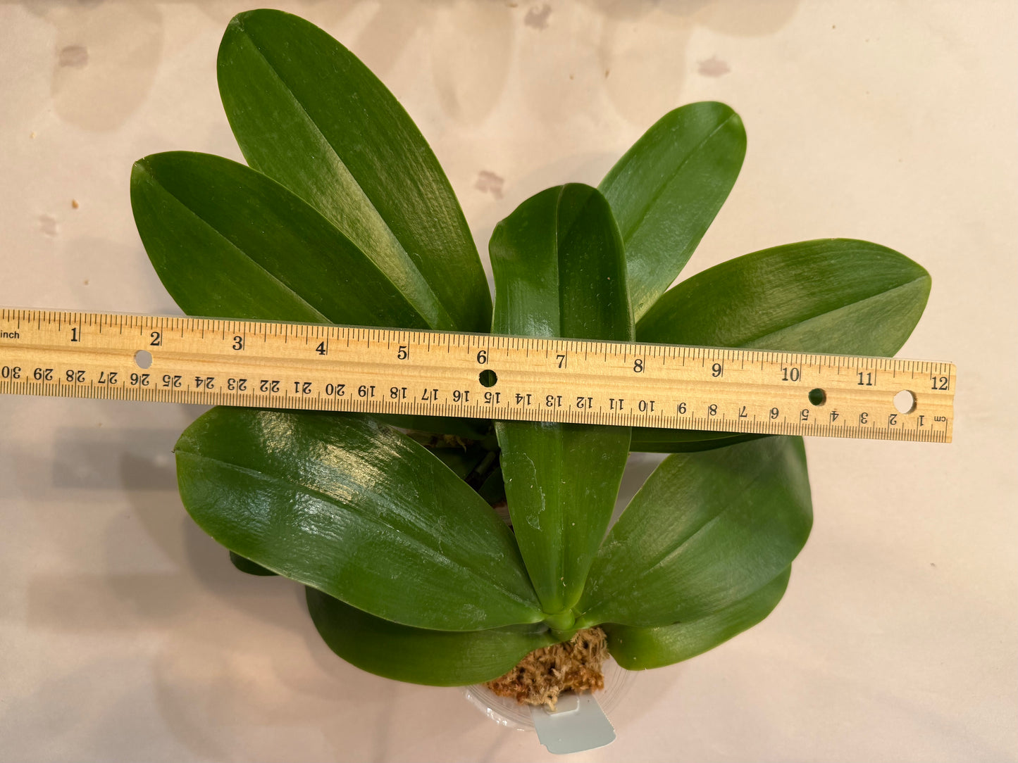 Phal. Mainshow Blue Sparrow x Phal. LL Blue Leopard