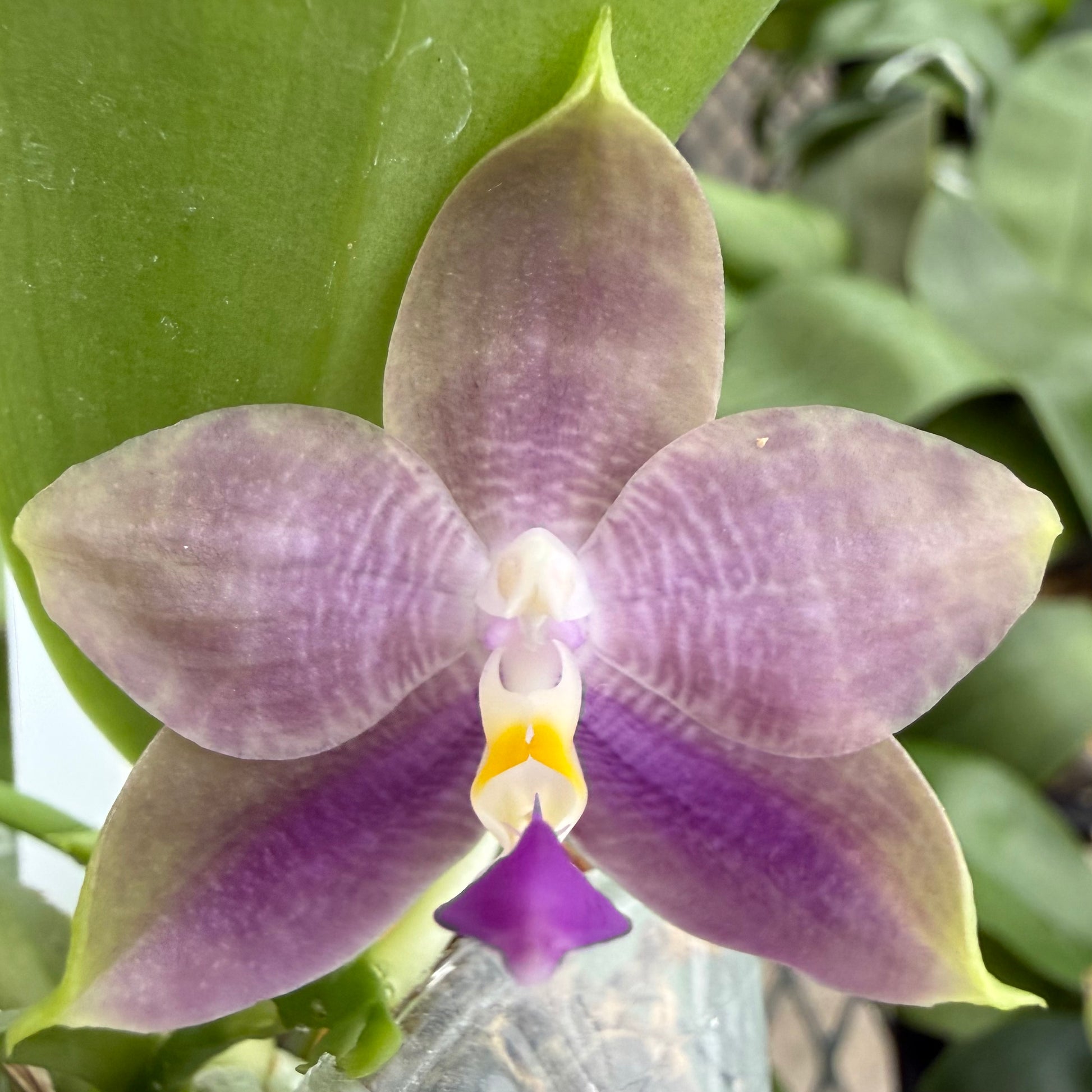 HCorchids
