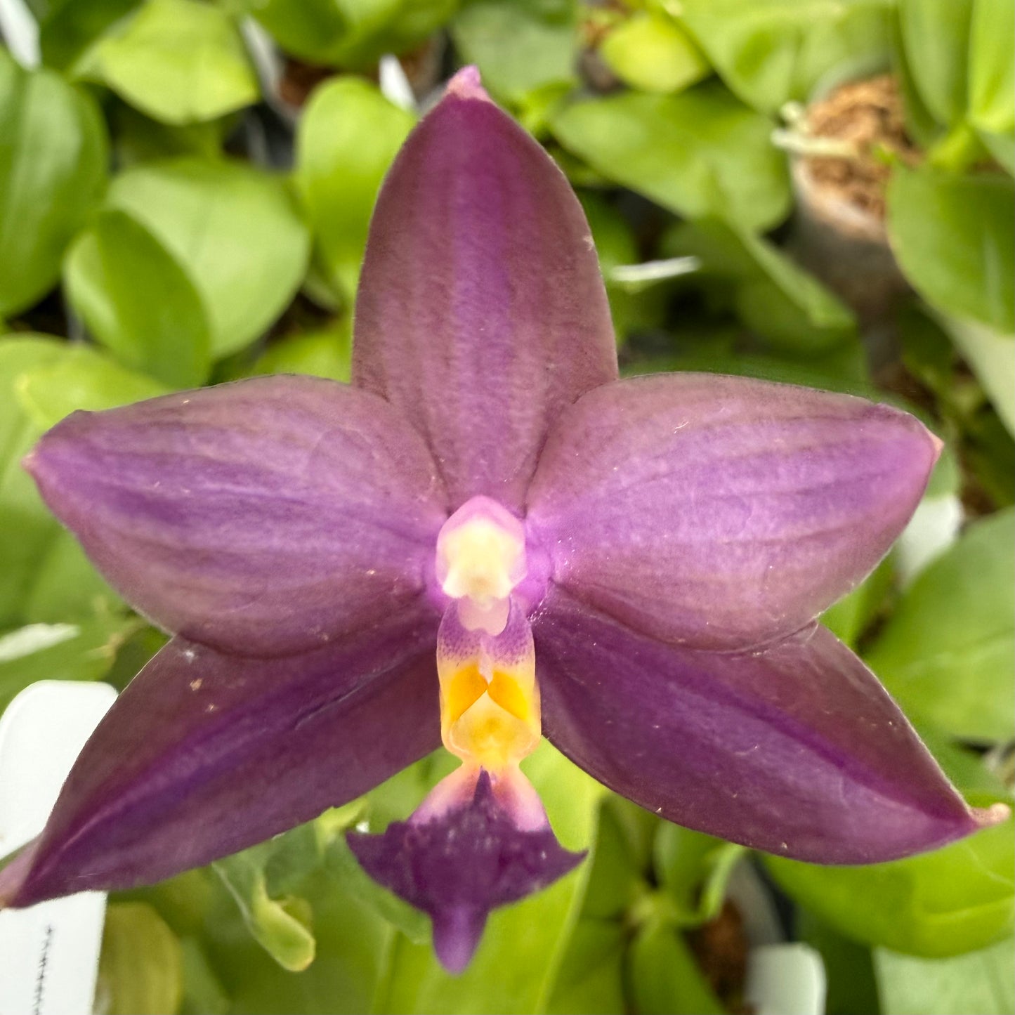 Phalaenopsis BKH2252