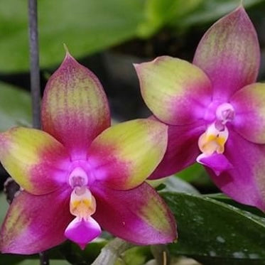 Phal. Freya's Blueberry'Fish scales' x P. Mituo Love'Rainbow 520'