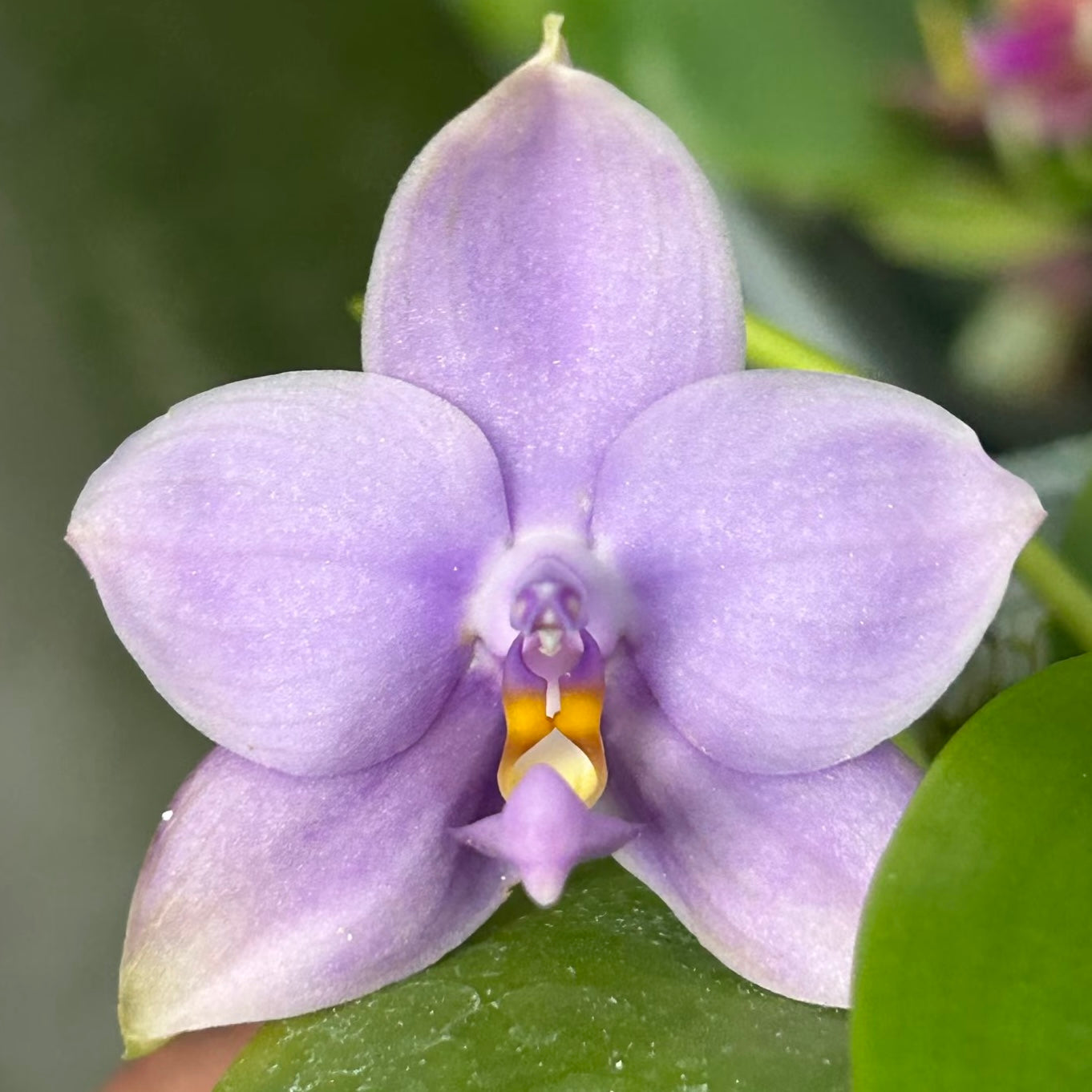 Phalaenopsis (Penang Jewel X (Yaphon Super Jaguar x Samera)) ‘BK’ X Yaphon Blue Bird)