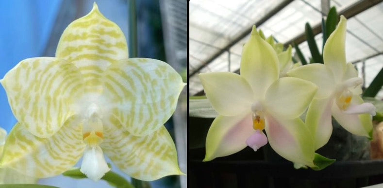 Fragrant Phalaenopsis Seedlings - Unique Blooms with soft pink and yellow tiger-striped petals, ideal for novelty orchid collectors.