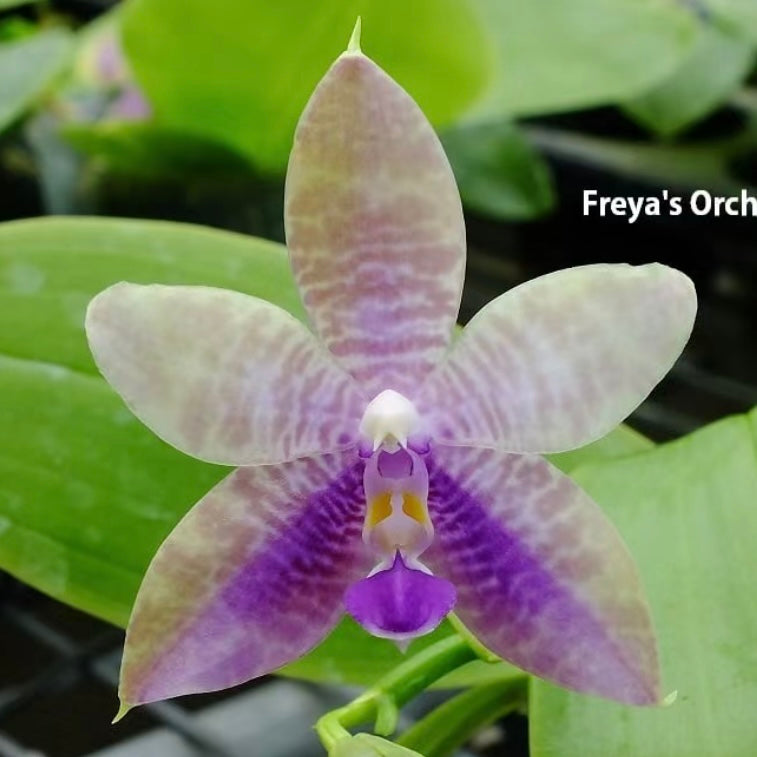 P. KS Blue Ludde 'Freya' x P. Freya's Blue Origin 'Grape Purple'