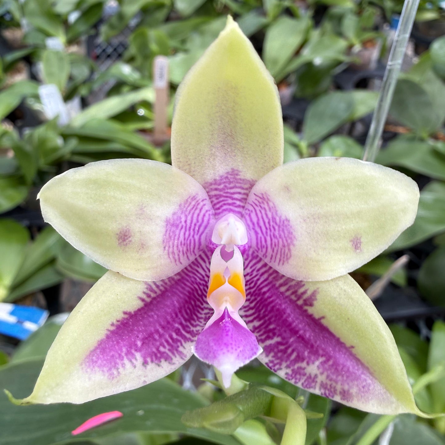 Phalaenopsis (Lioulin Blue Parrot x LL Blue Family)