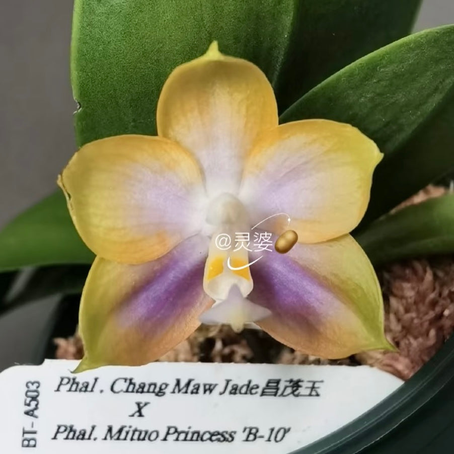 BTA503 - Phal. Chang Maw Jade x Phal. Mituo Princess ‘B-10’