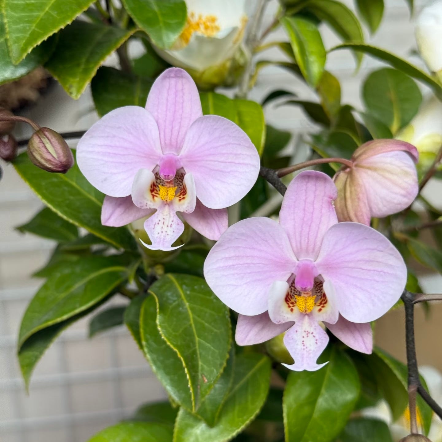 BTS262 - Phal. schilleriana ‘Polar Bear’
