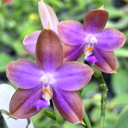 Phalaenopsis BKH 1965 ''Purple Neon''