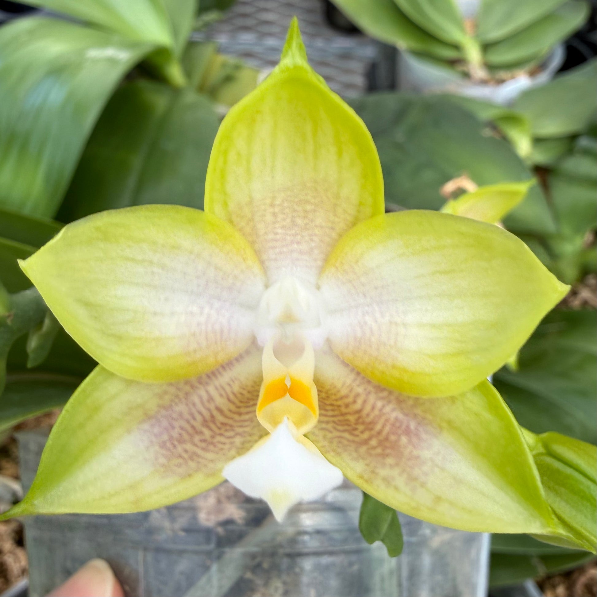 HCorchids