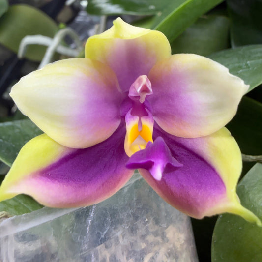 Phalaenopsis (Summer Pretty x Yang Yang Blue Bellina)