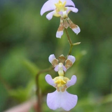 Onc. hawkesiana