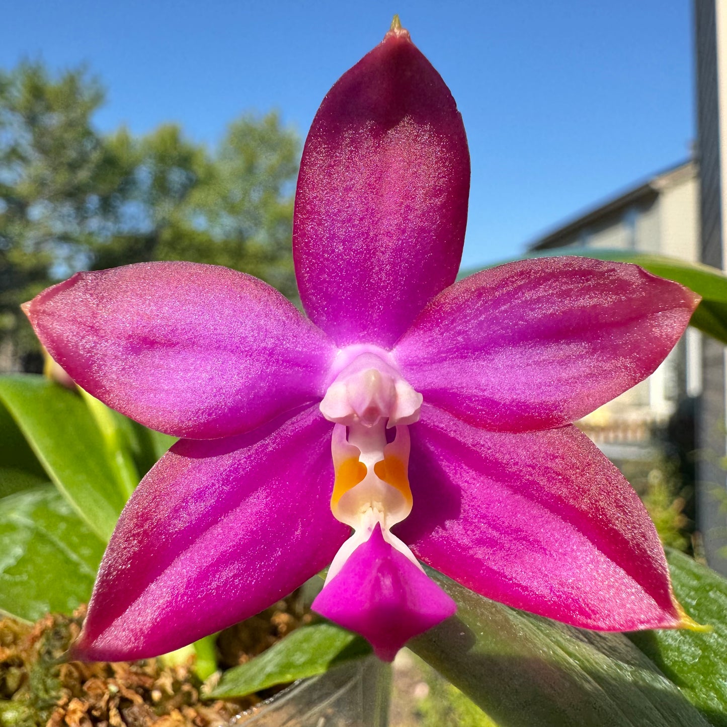 Phal. Mituo Reflex Dragon x Phal. Mainshow Blue Tint