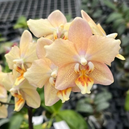 Phal. I-Hsin Maple Valley