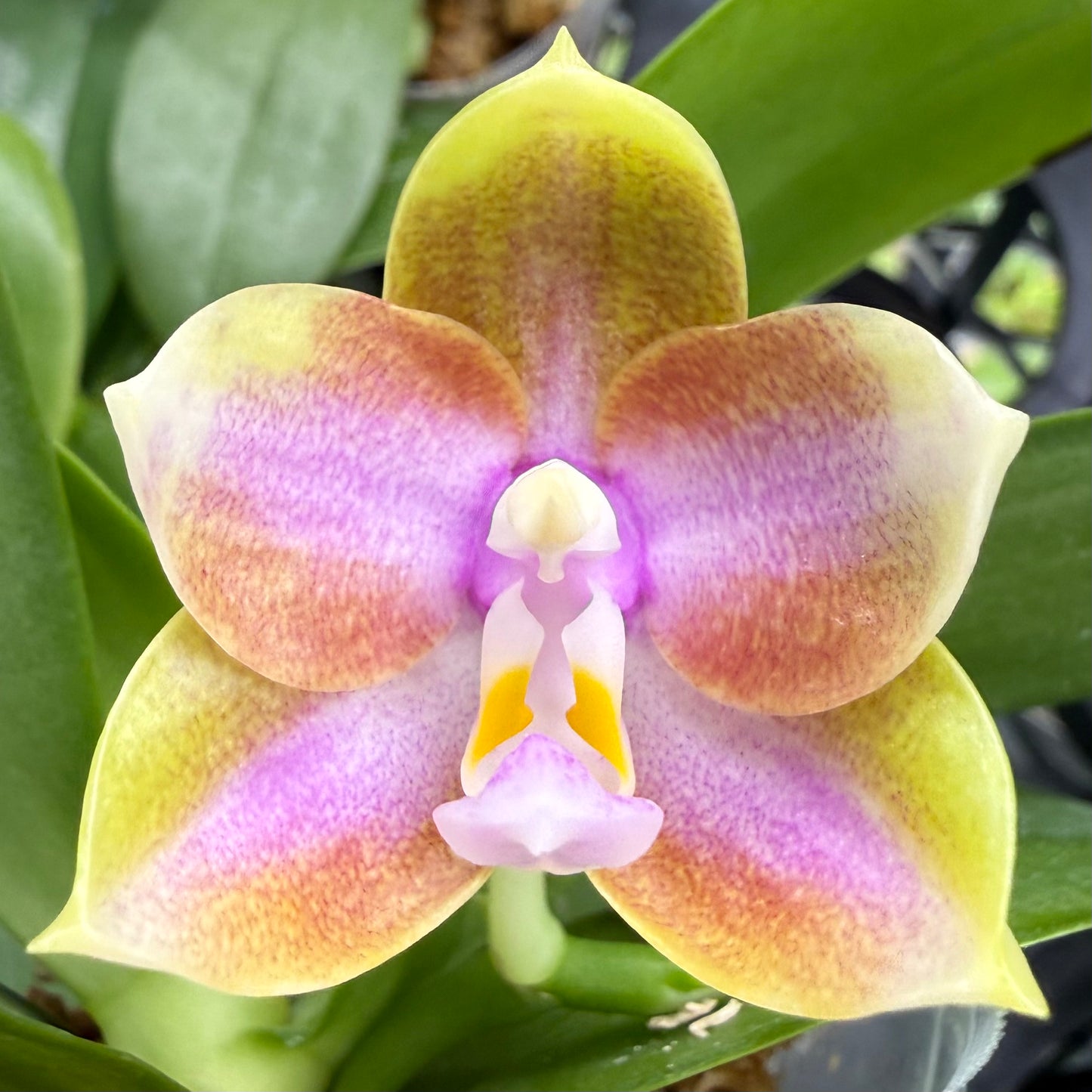 Phalaenopsis (MS Blue Jewel x Mainshow Mermaid)