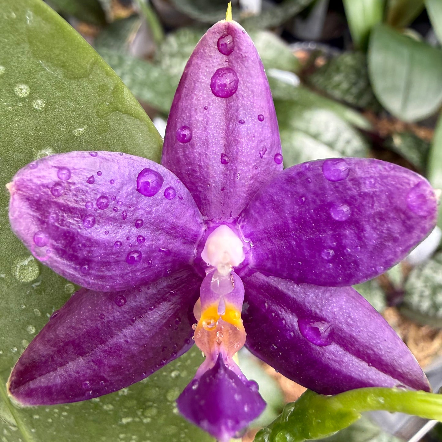 Phalaenopsis ((Yaphon Christmas x KS Blue Ludde) x Mainshow Sapphire)