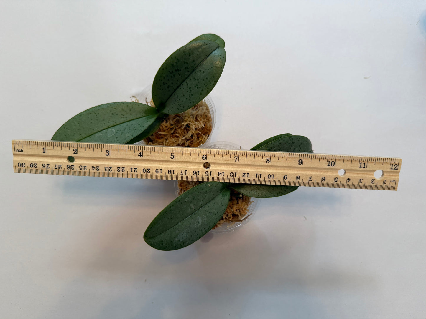 Phal. NoID