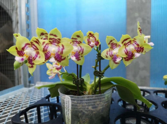 Phalaenopsis YL Coral “#1 Starry Sky” BM/WOC23