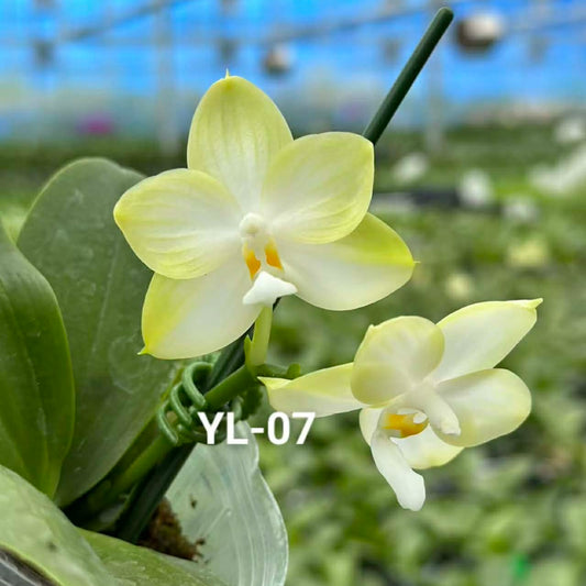 Phalaenopsis Patti Lee 'Moon Light' orchid with pale yellow and white fragrant blooms in a greenhouse setting. A unique novelty Phalaenopsis variety.