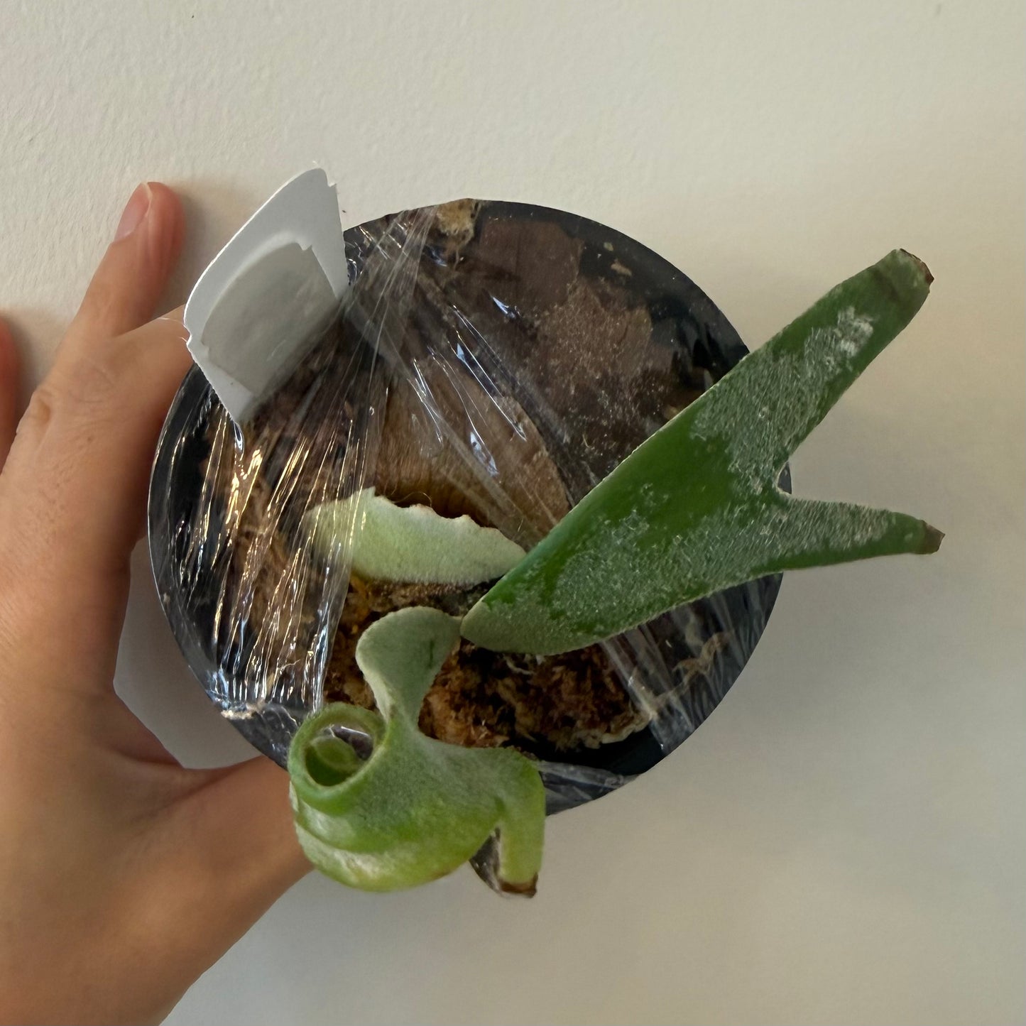 Buy Platycerium Willinckii Nook Thin, a rare medium-sized staghorn fern in a black pot with protective wrap. Ideal for plant collectors and indoor gardens.