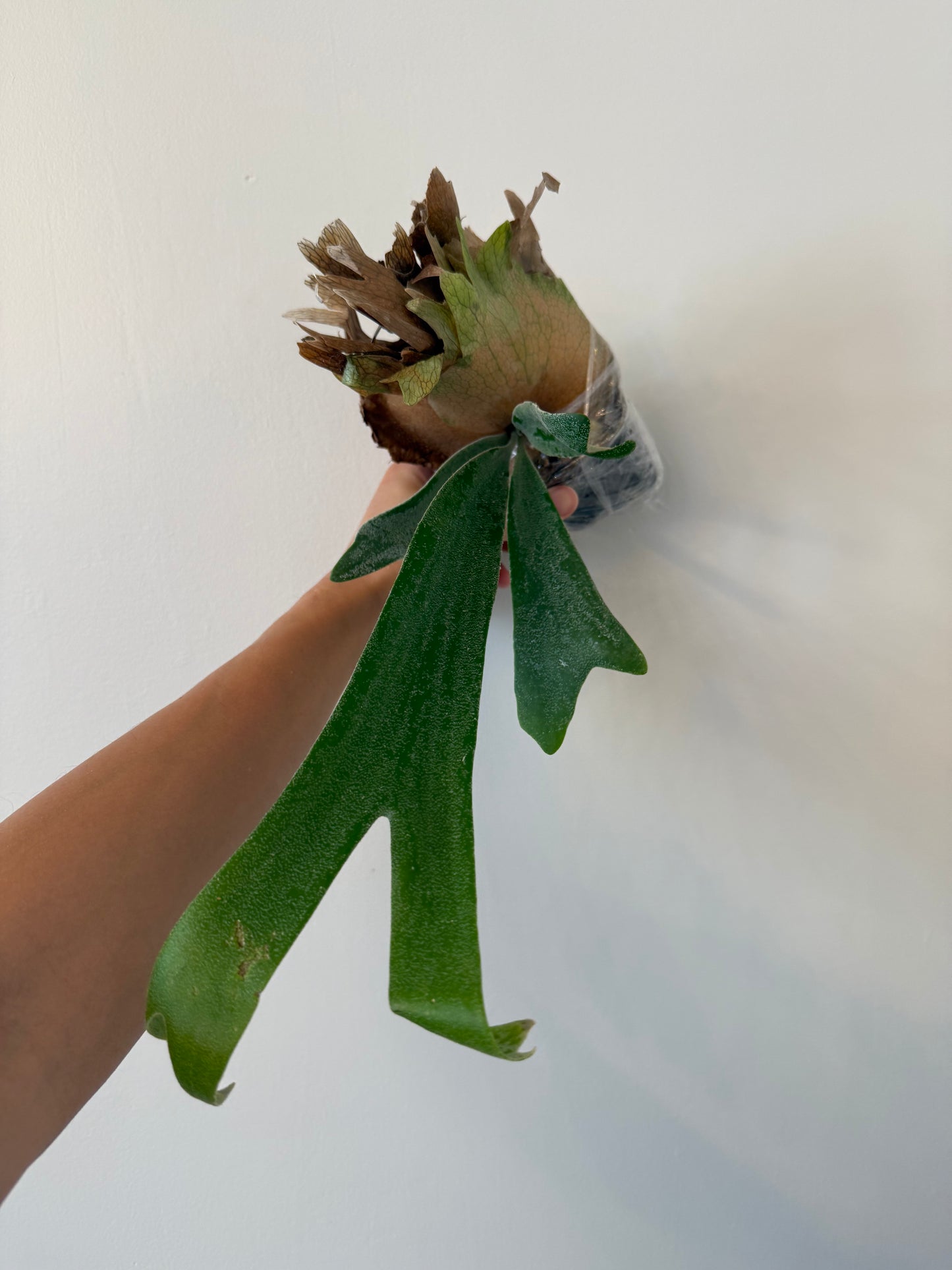 Platycerium (Foong Siqi X Blue Monkey) spore