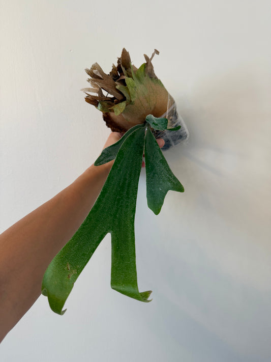 Platycerium (Foong Siqi X Blue Monkey) spore