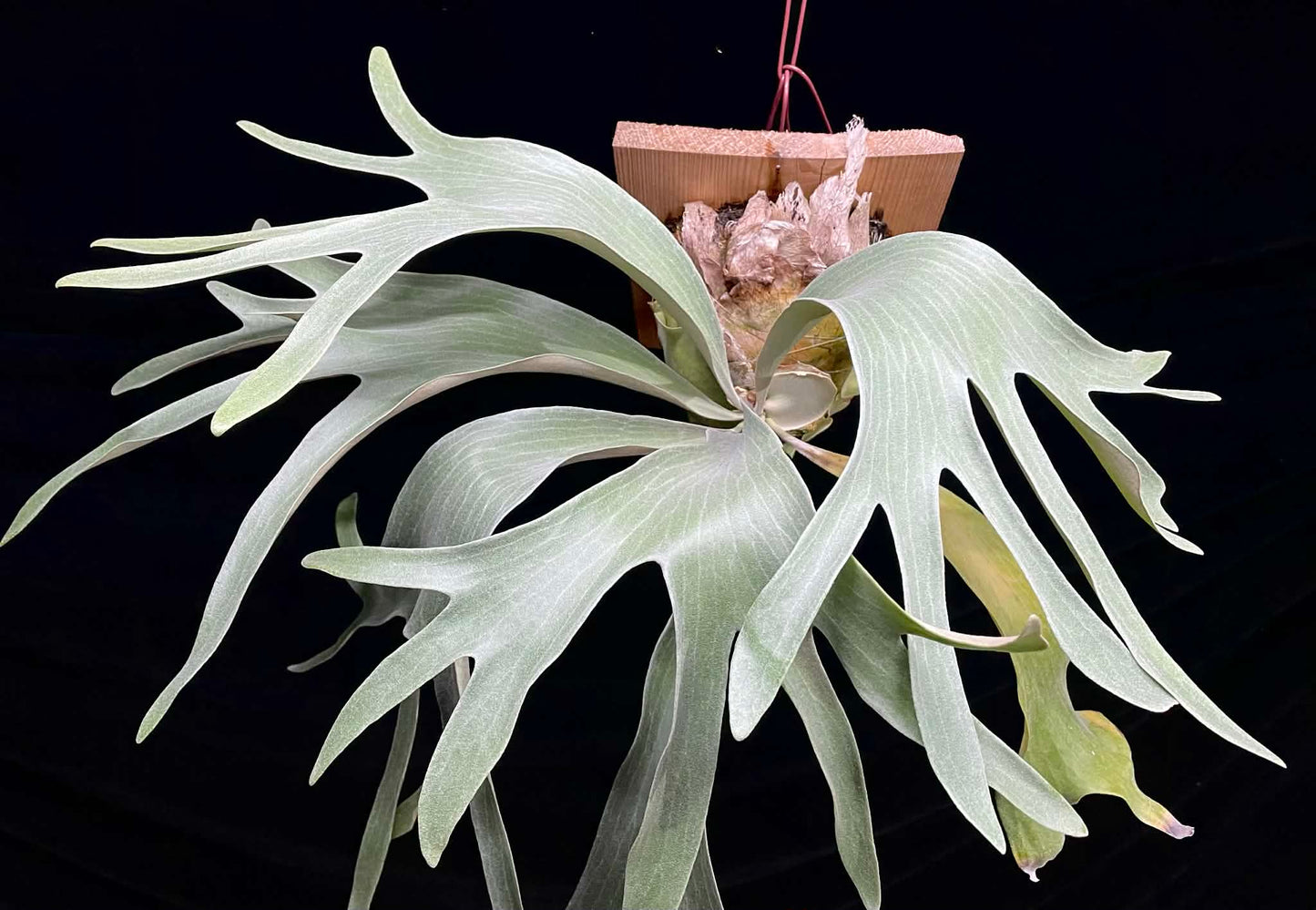 Platycerium Paul Vespa