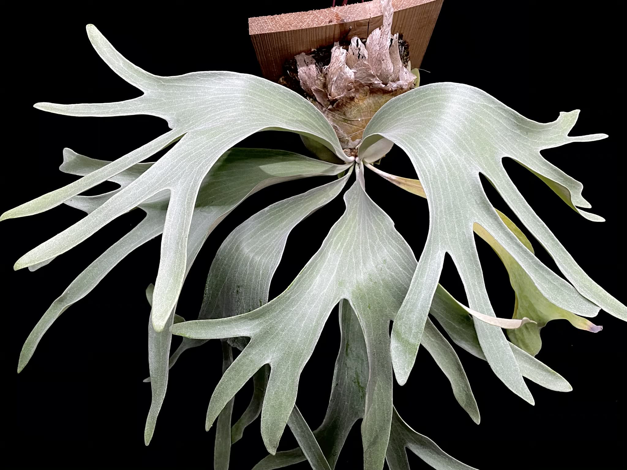 ビカクシダ P.Paul Vespa Platycerium Paul Vespa Plant - Semi Mature | Unique Foliage
