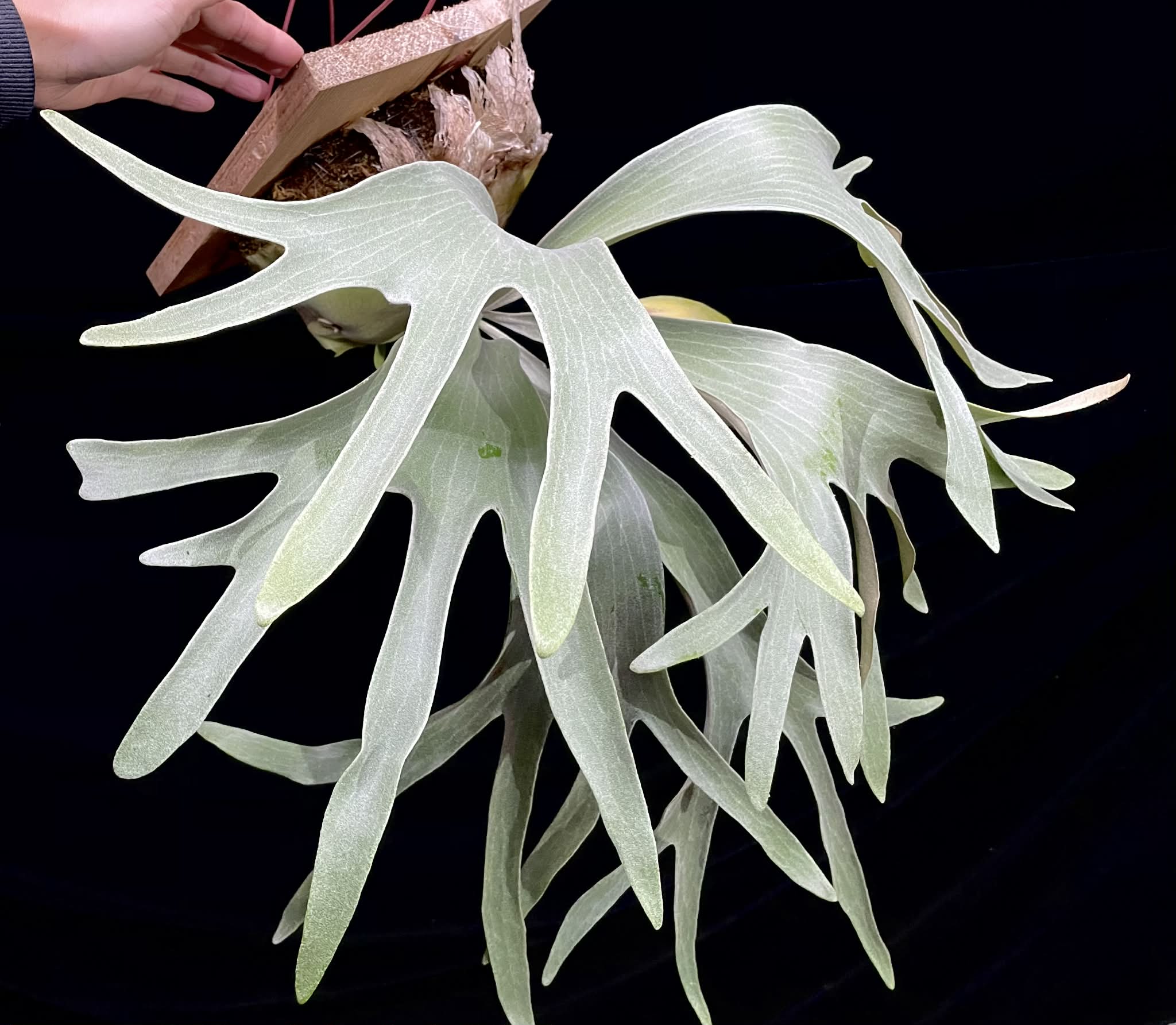 Platycerium Paul Vespa Plant - Semi Mature | Unique Foliage