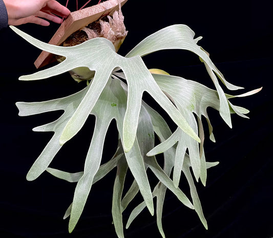 Platycerium Paul Vespa