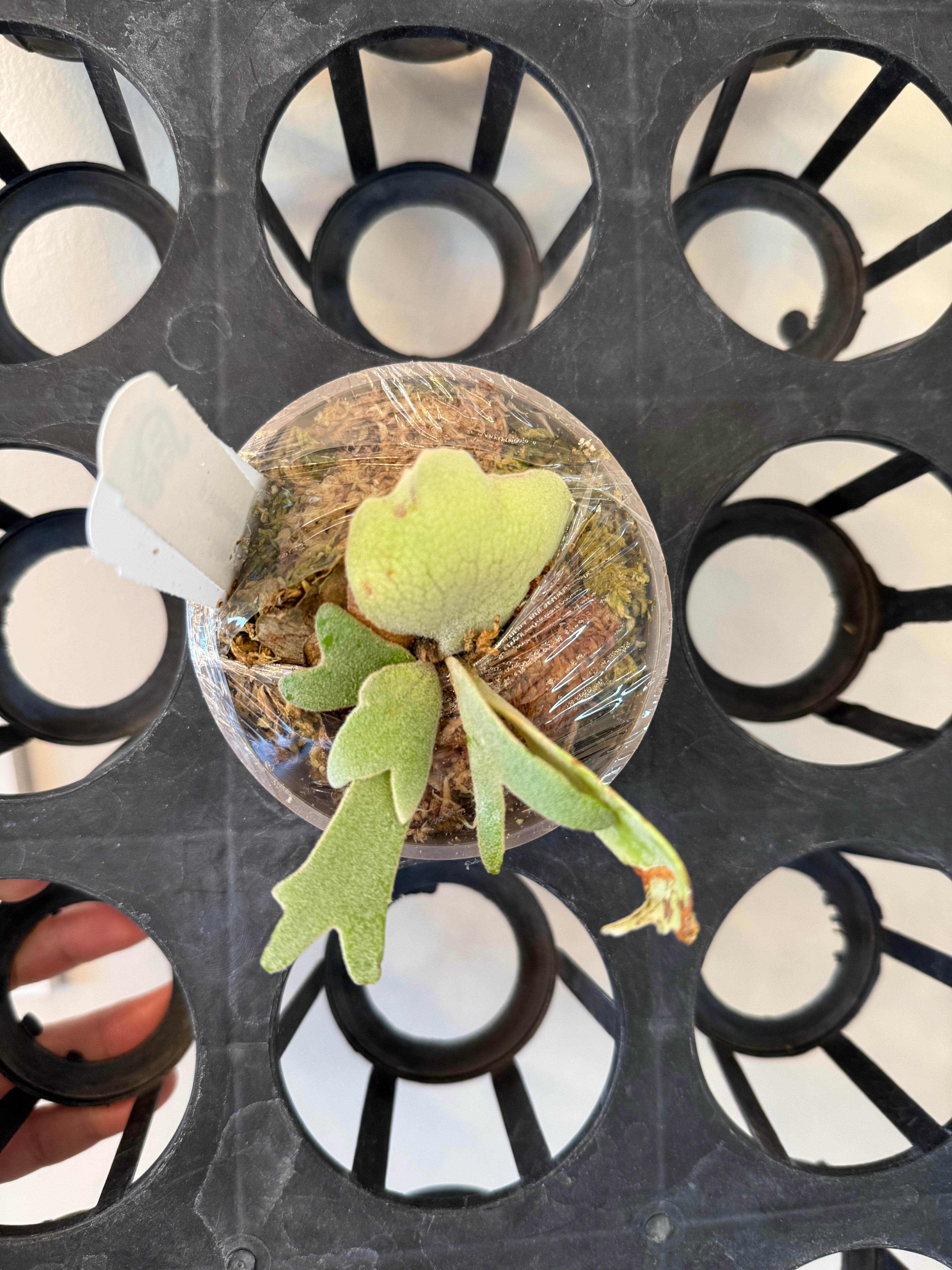 P.Willinckii #37 Spore Select - Rare Indoor Plant – HCorchids