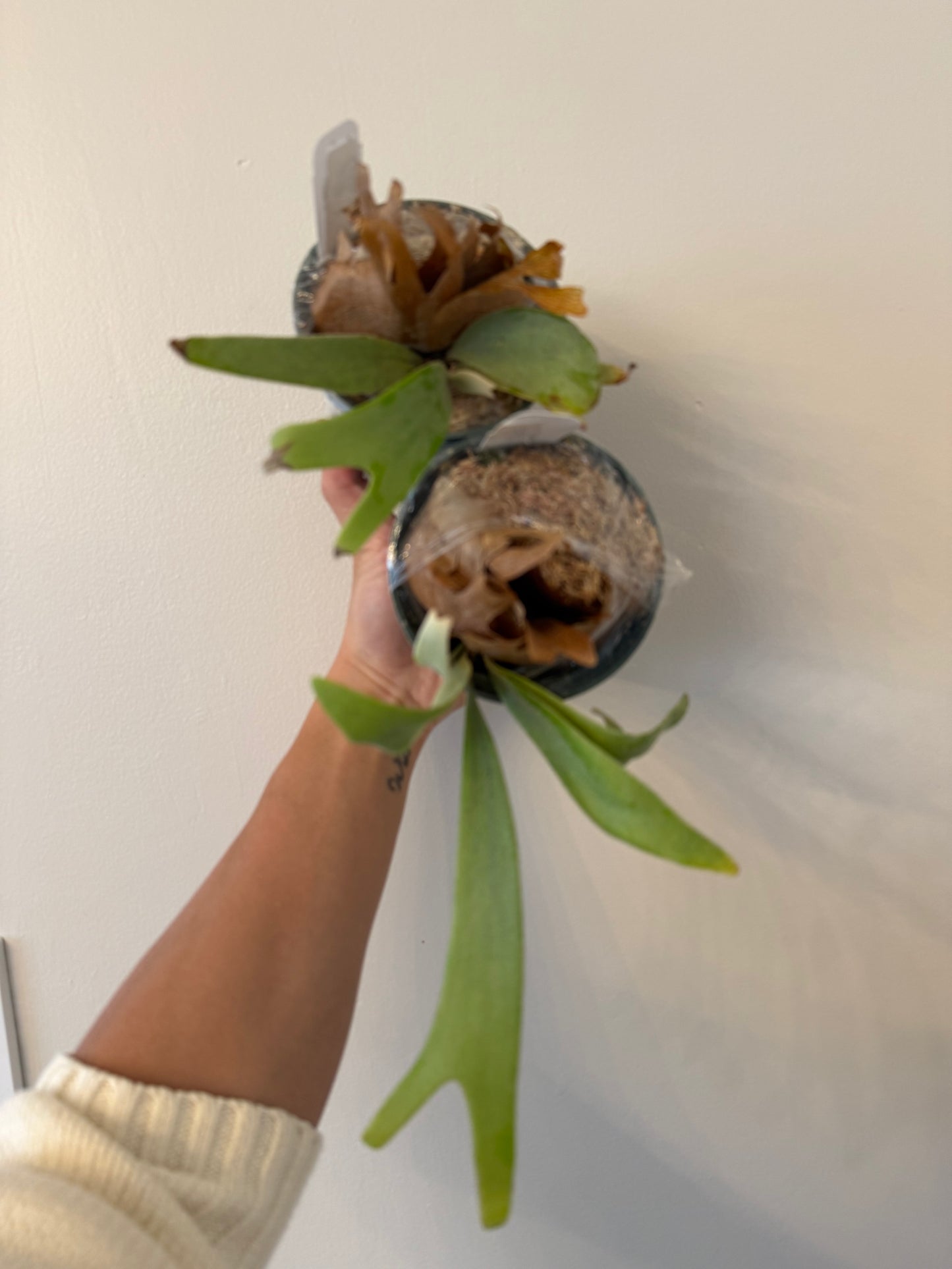 Platycerium Angry Birds pup