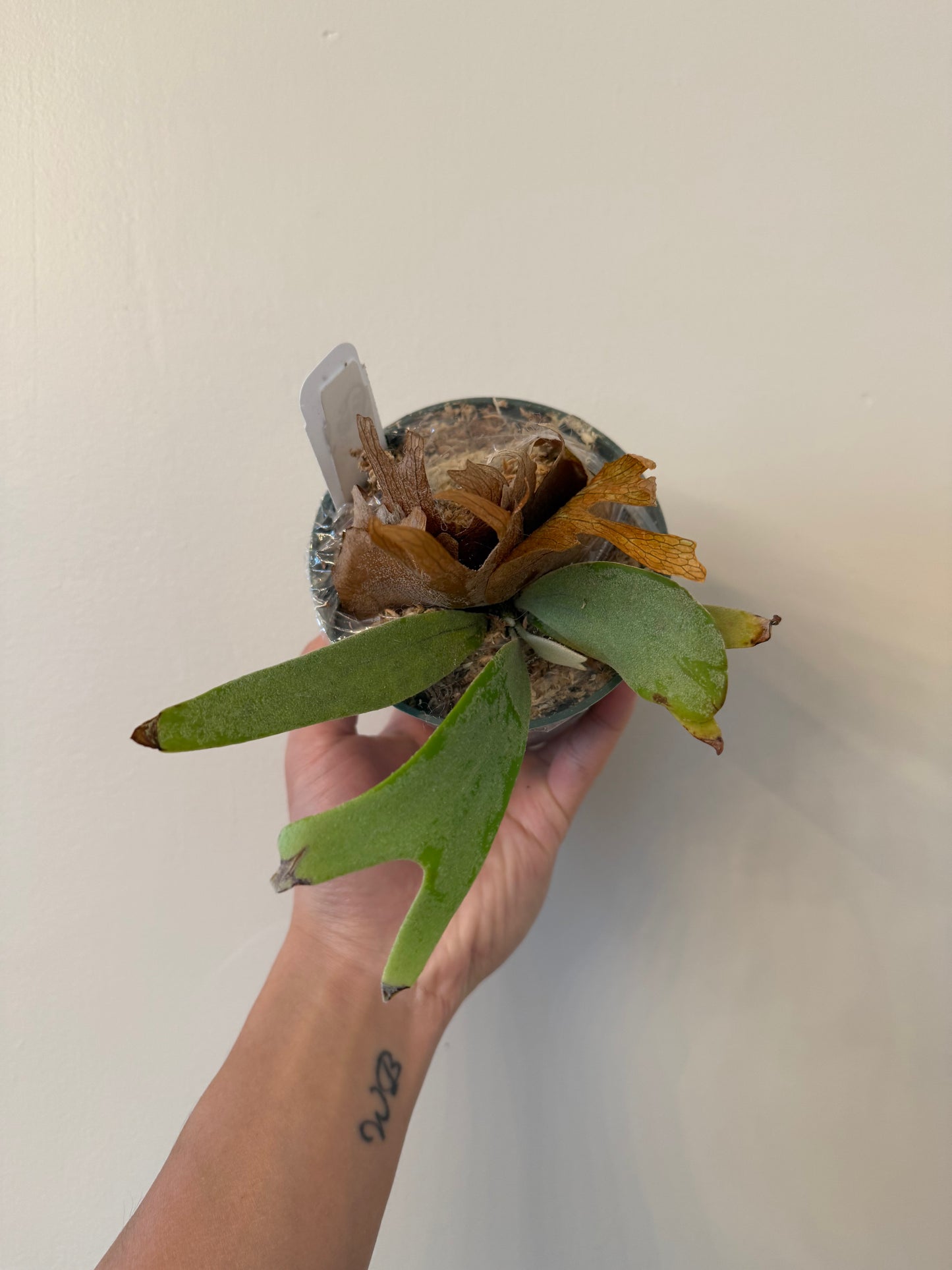 Platycerium Angry Birds pup